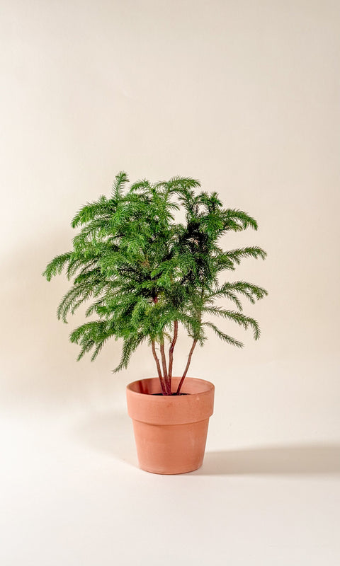 Araucaria heterophylla