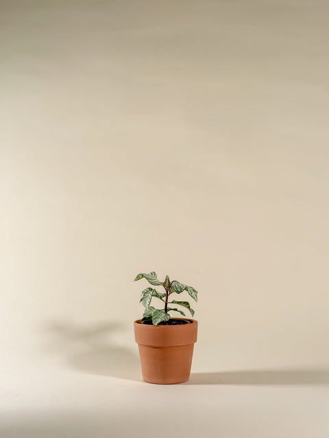 Aphelandra 'Snow white'