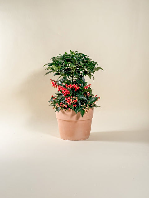 Ardisia crenata