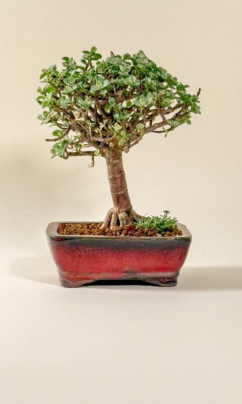 Portulacaria afra 'Variegata'