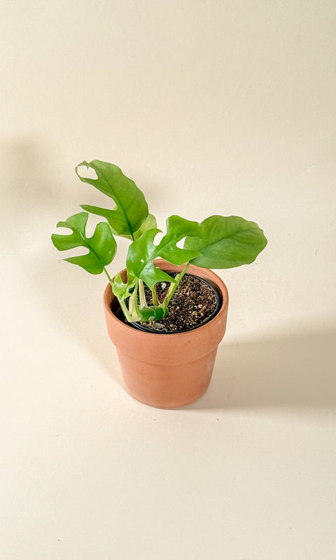 Raphidophora tetrasperma