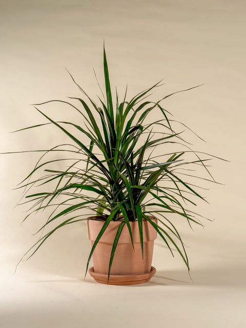 Dracaena marginata