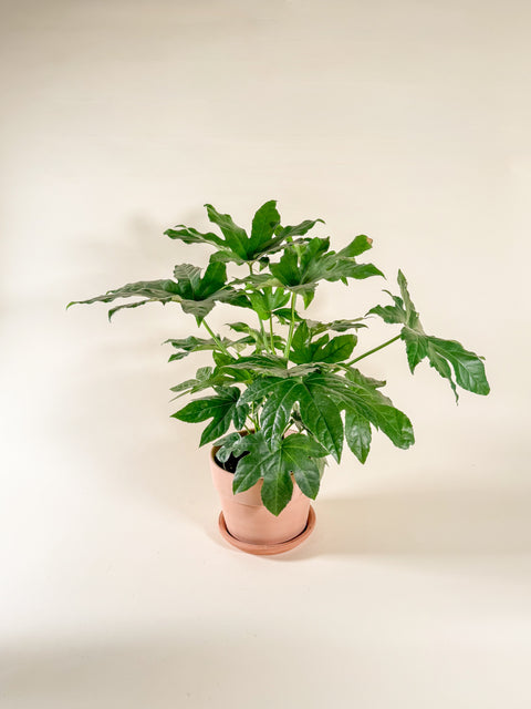 Fatsia japonica