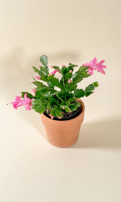 Schlumbergera