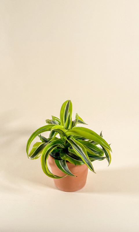 Dracaena fragrans 'Lemon Surprise'