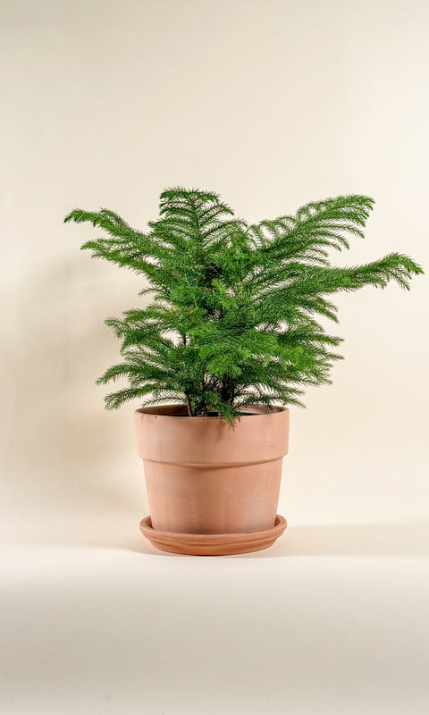 Araucaria heterophylla