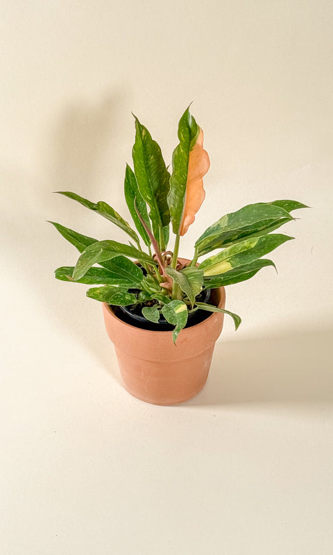 Philodendron 'Ring of Fire'