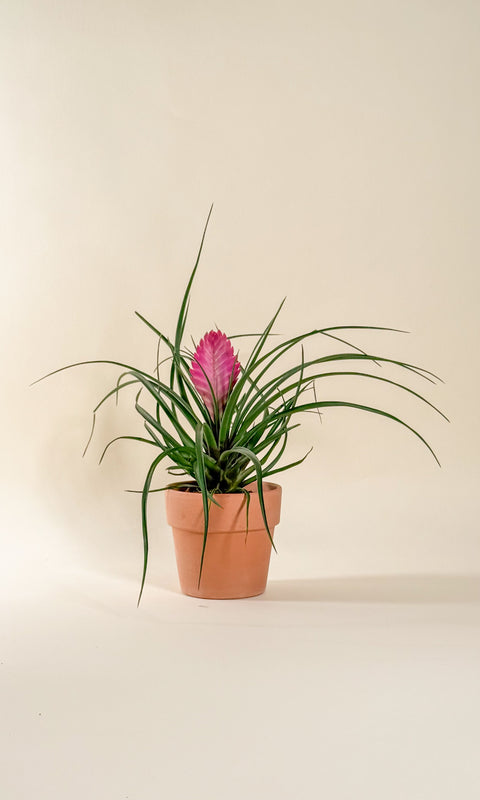 Tillandsia cyanea