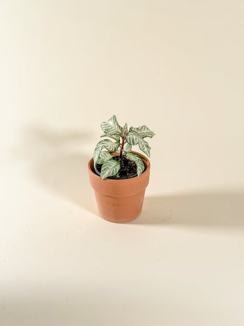 Aphelandra 'Snow white'