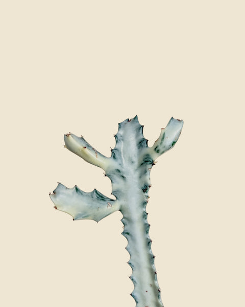 Euphorbia lactea 'White Ghost'