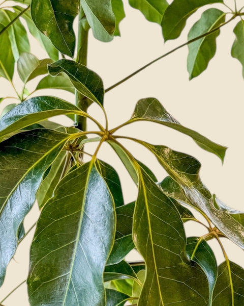 Schefflera actinophylla 'Amate'