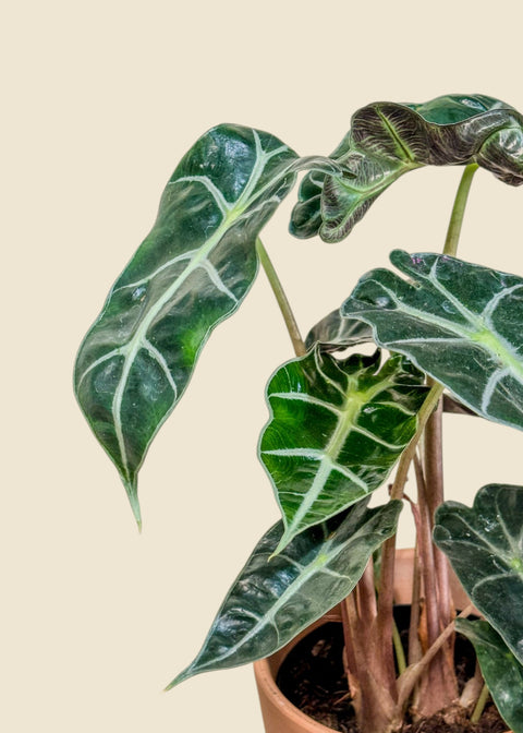 Alocasia amazonica 'Polly'