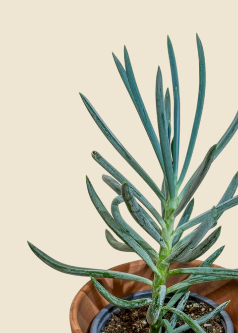 Curio ficoides 'Mount Everest'