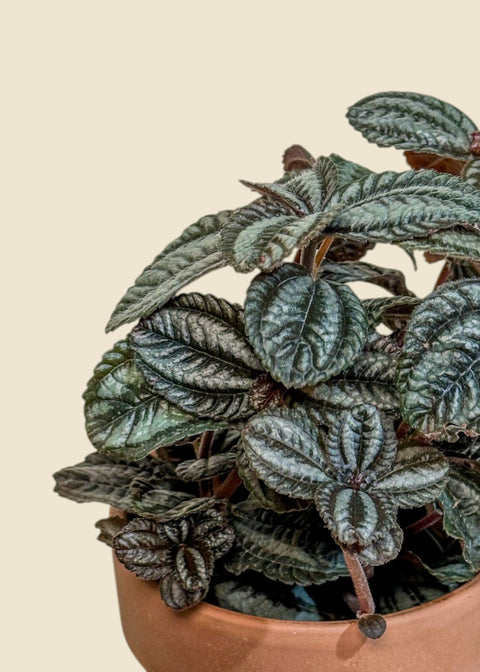 Pilea spruceana 'norfolk'