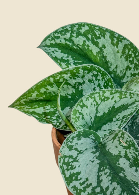 Scindapsus pictus 'Exotica'