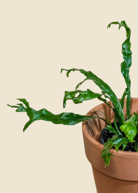 Asplenium nidus 'Crissie'