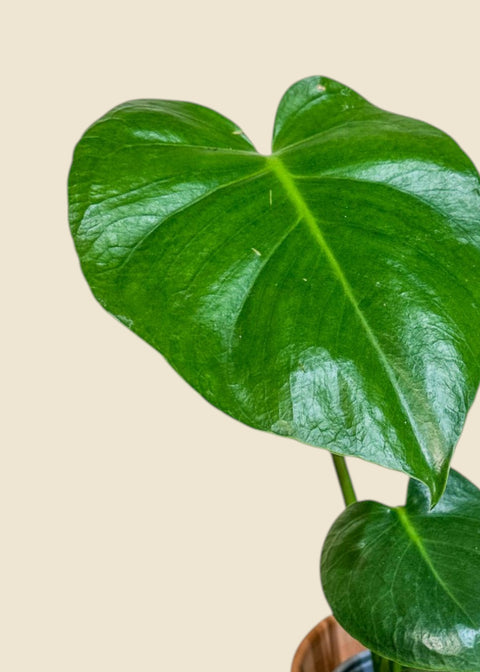 Monstera deliciosa