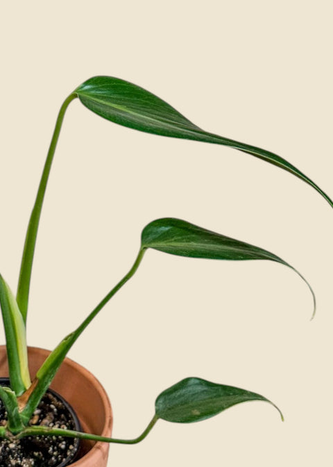 Monstera 'Burle Marx Flame'