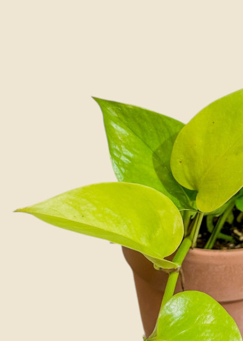 Philodendron 'Moonlight'