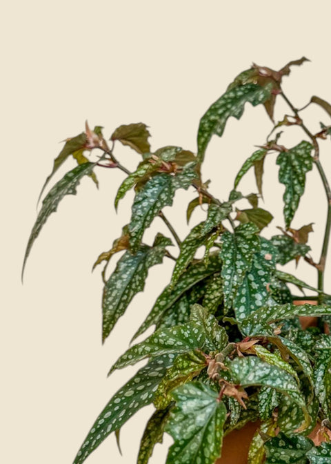 Begonia 'medora'