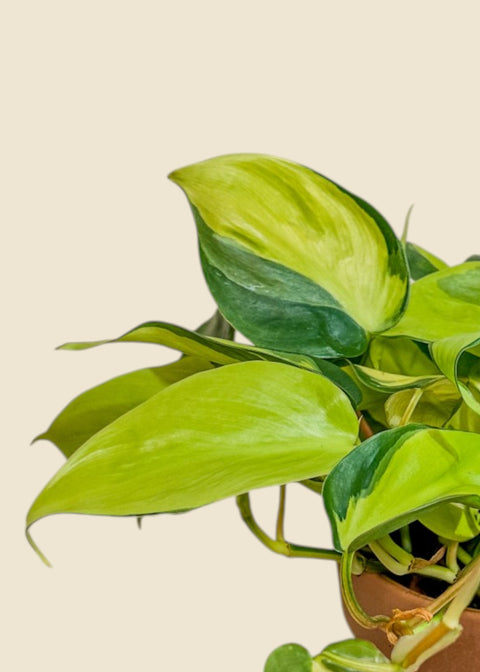 Philodendron hederaceum 'brasil'