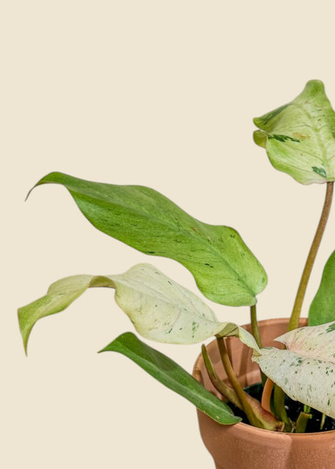 Philodendron 'Snow drift'