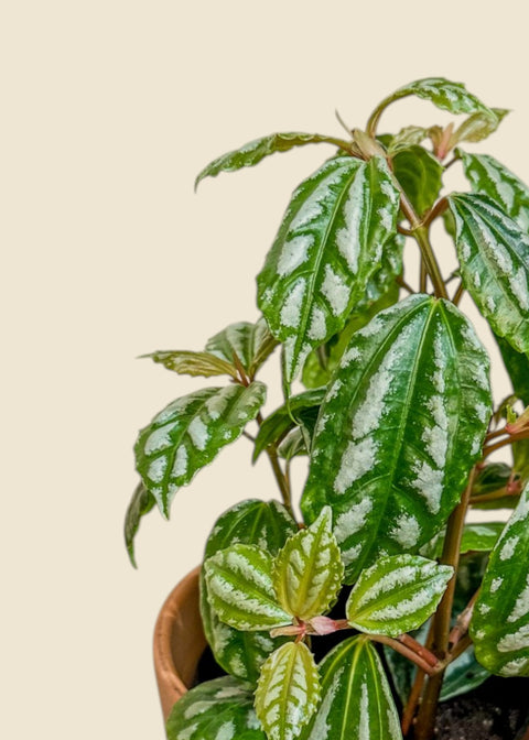 Pilea cadierei