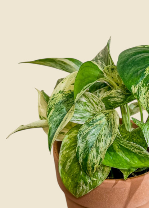 Epipremnum aureum 'Marble Queen'