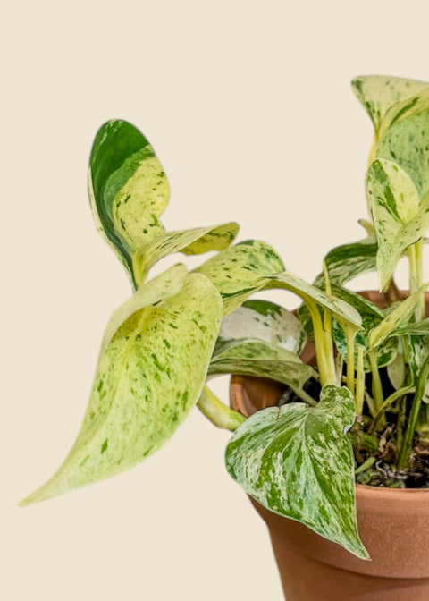 Epipremnum aureum 'Snow Queen'