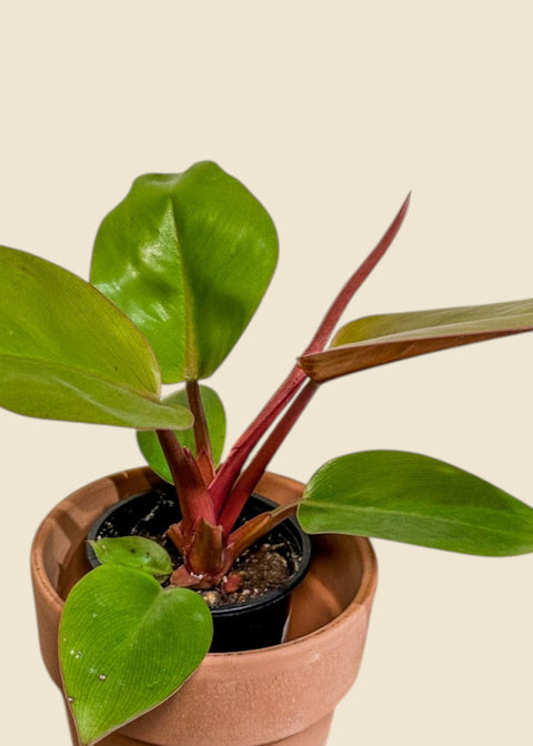 Philodendron 'Mars'