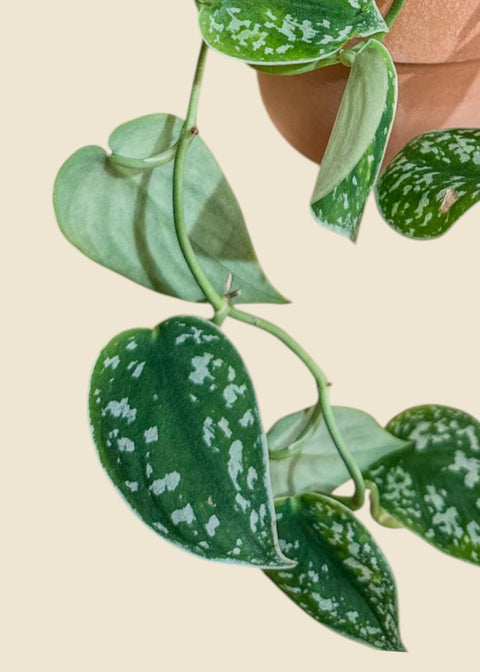Scindapsus Pictus ‘Argyraeus’