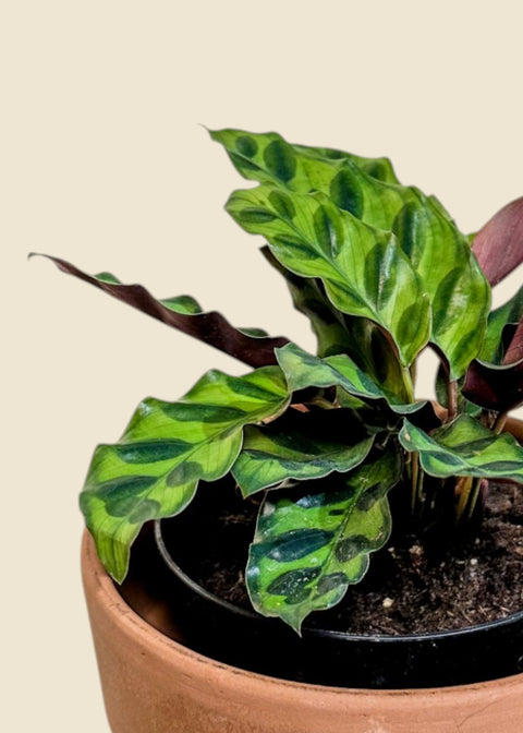 Calathea lancifolia