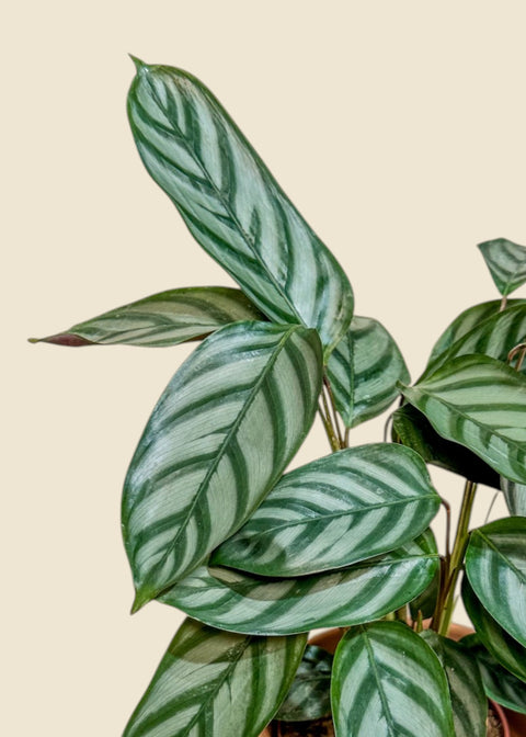 Ctenanthe setosa 'Grey Star'