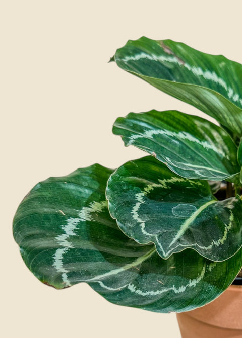 Calathea roseopicta 'Green lipstick'
