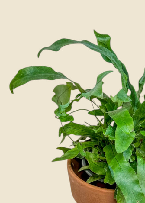 Phlebodium aureum ‘Blue Star’