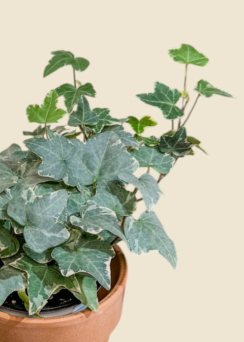 Hedera helix 'Variegata'