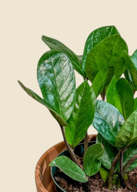 Zamioculcas zamiifolia