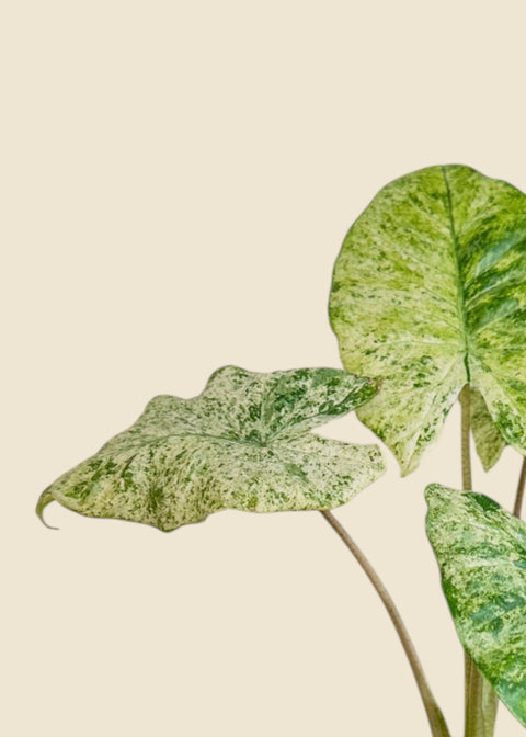 Alocasia macrorrhiza 'camouflage'