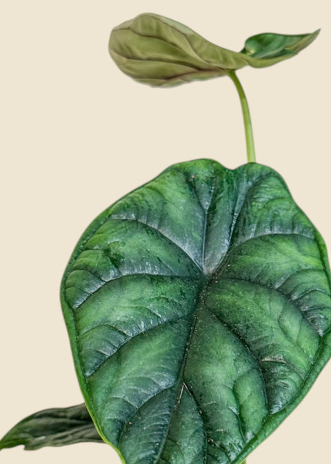 Alocasia baginda 'Dragon Scale Mint Variegata'