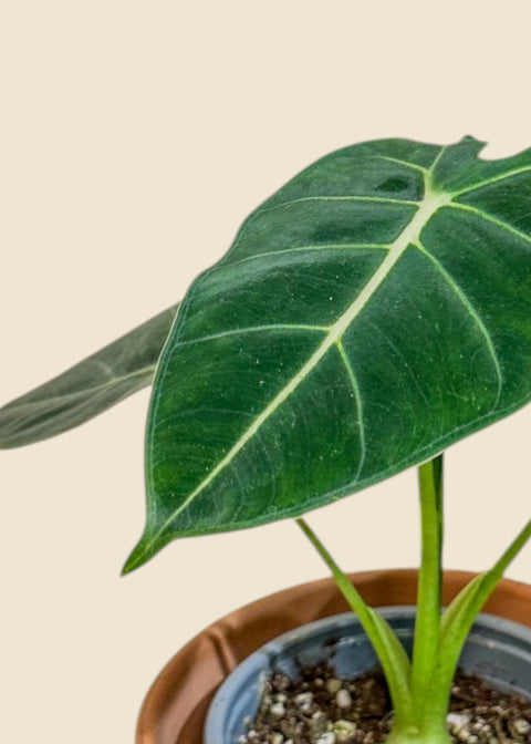Alocasia micholitziana ‘Frydek’