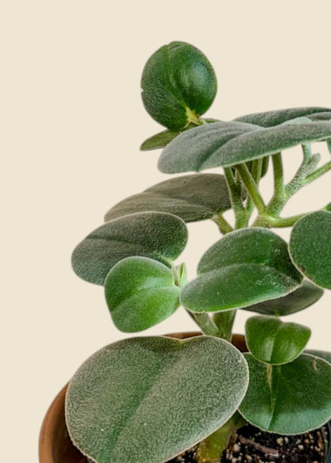 Peperomia Incana