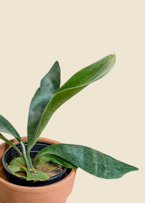 Platycerium bifurcatum