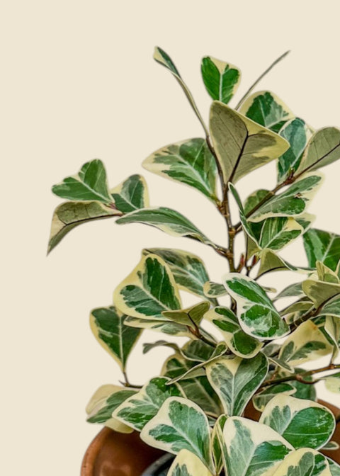 Ficus triangularis 'variegata'
