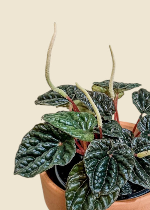 Peperomia caperata