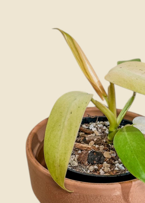 Philodendron 'whipple way'