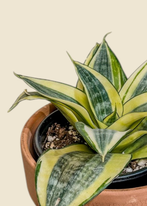 Sanseviera trifasciata 'hahnii'