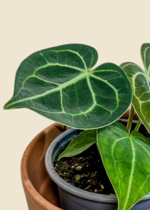 Anthurium clarinervium