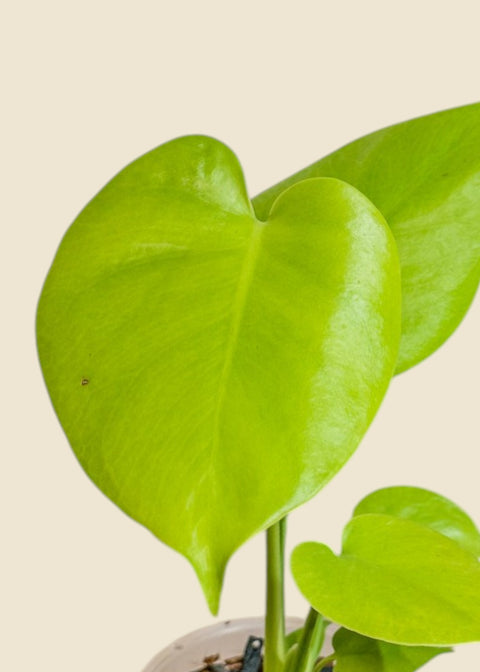 Monstera deliciosa 'super golden'