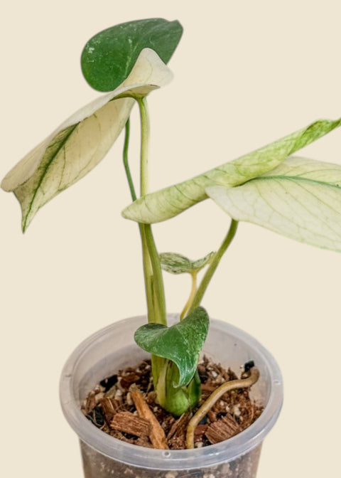 Monstera deliciosa 'White Monster'