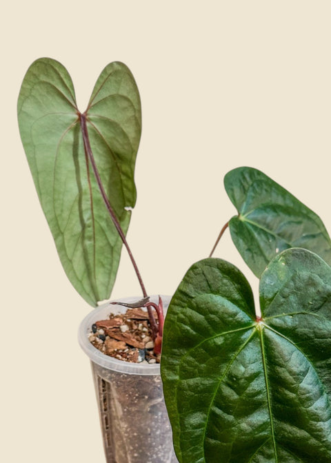Anthurium red crystallinum x sp. napo